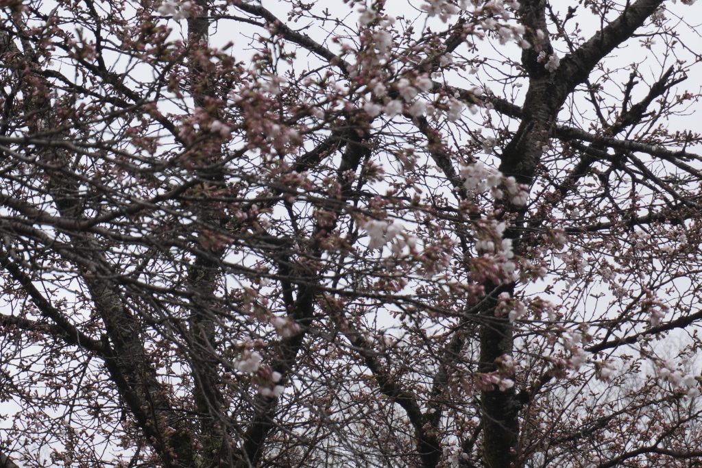 談合坂SAに咲く桜。まだ少し早めかな