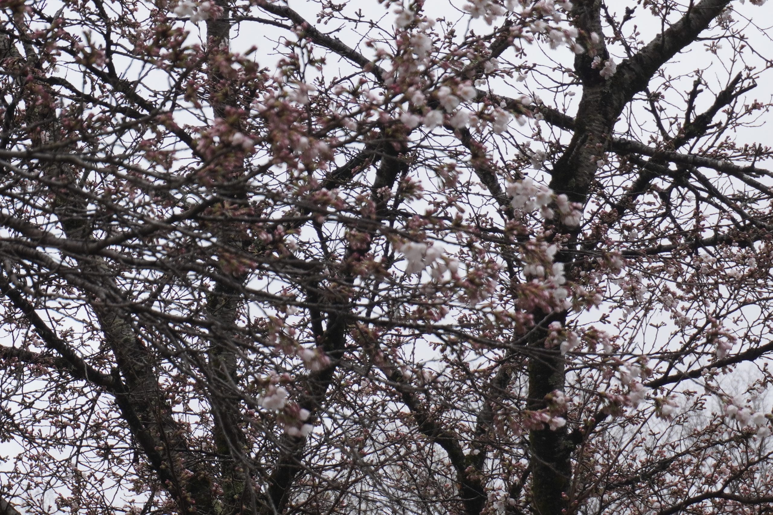談合坂SAに咲く桜。まだ少し早めかな