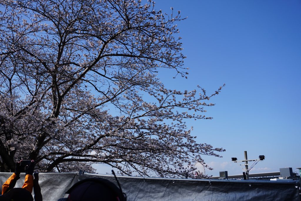 C席とD席の間くらいに咲く桜with鈴鹿の観覧車。